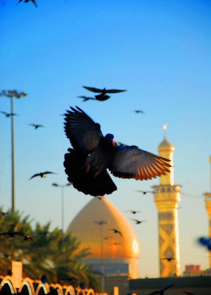 عکس کبوتر کربلا