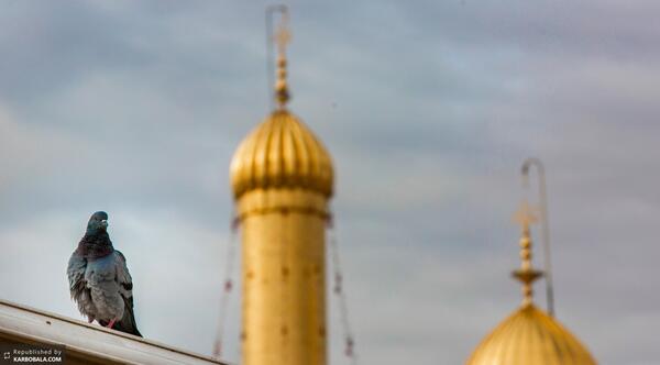 عکس کبوتر کربلا