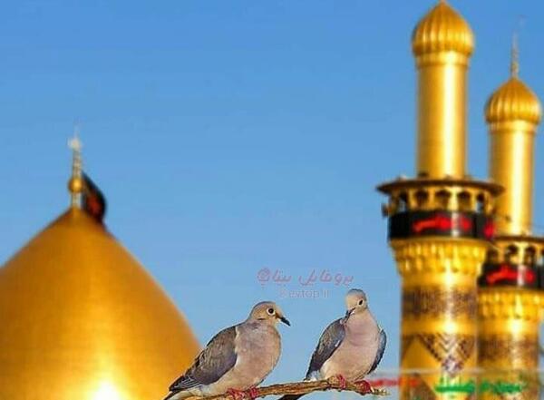 عکس کبوتر کربلا