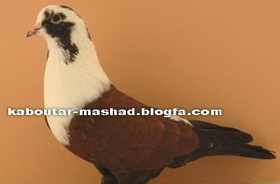 عکس کبوتر کربلا
