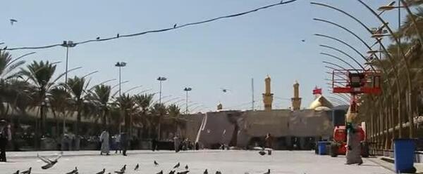 عکس کبوتر کربلا