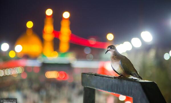 عکس کبوتر کربلا