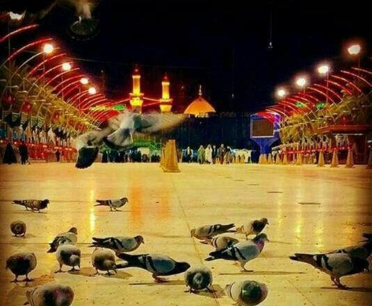 عکس کربلا و اربعین