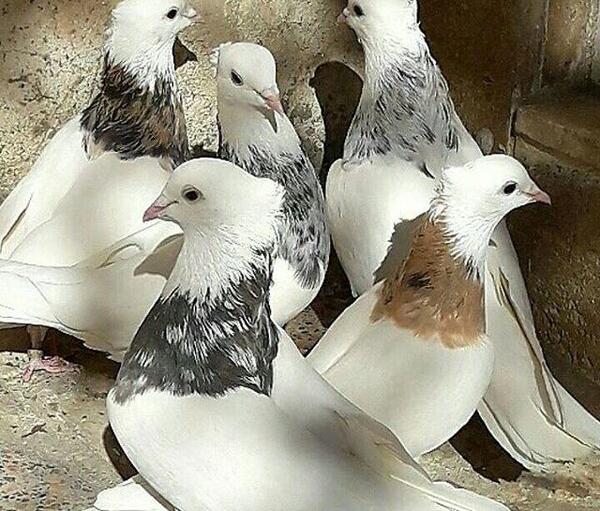 عکس کبوتر