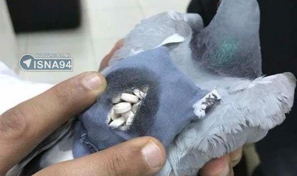 عکس کبوتر