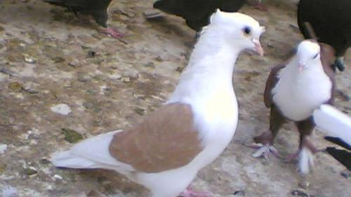عکس کبوتر