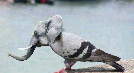 عکس کبوتر