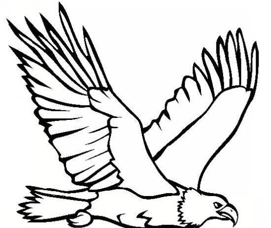 عکس عقاب نقاشی