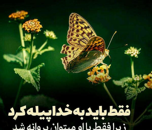 عکس نوشته ی پروانه