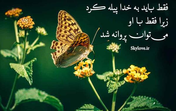 عکس نوشته ی پروانه