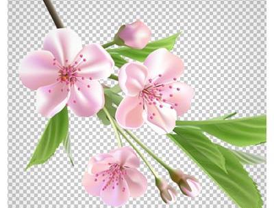 عکس شکوفه کارتونی