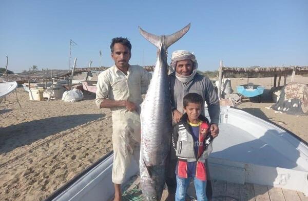 عکس شیر ماهی بزرگ