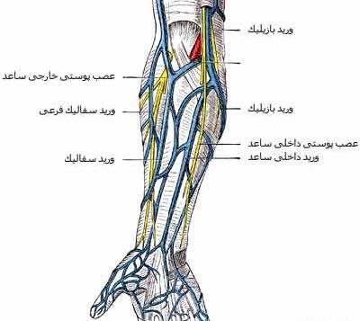 عکس آناتومی رگ های بدن