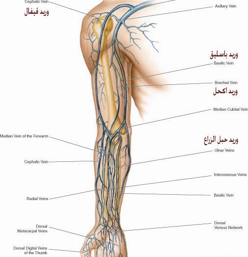 عکس آناتومی رگ های بدن