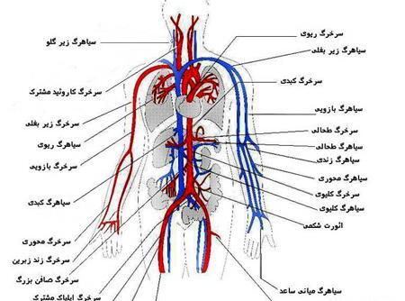 عکس آناتومی رگ های بدن