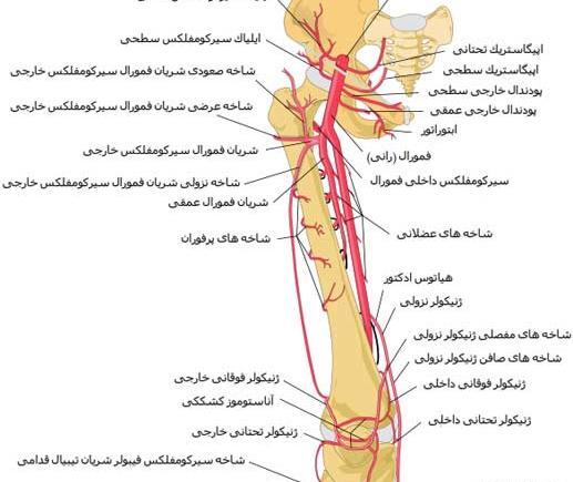 عکس آناتومی رگ های بدن