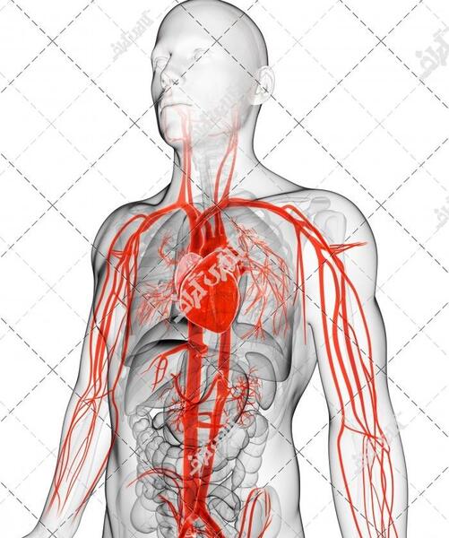 عکس آناتومی رگ های بدن