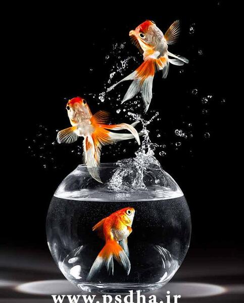 عکس عروس ماهی