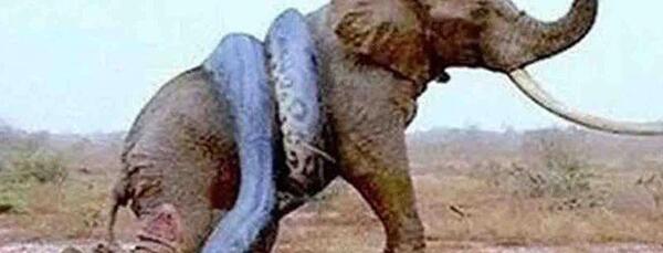 عکس فیل وحشتناک