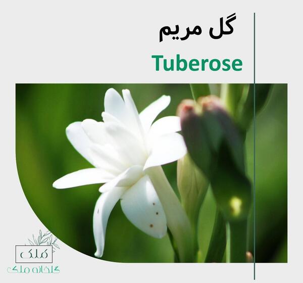 عکس گل مریم صورتی