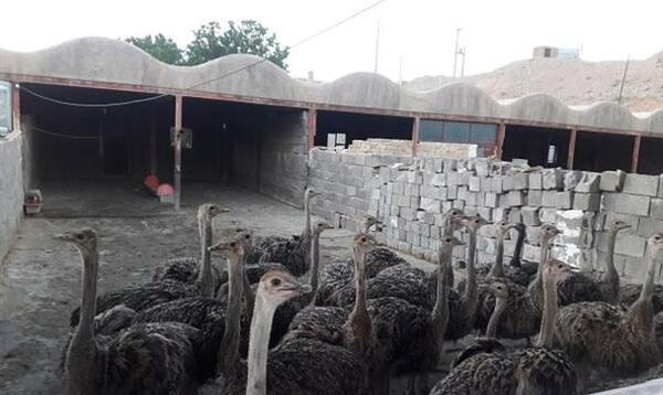 عکس شتر مرغ در حال دویدن