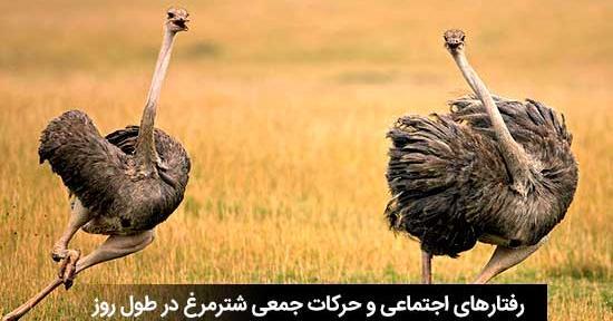 عکس شتر مرغ در حال دویدن