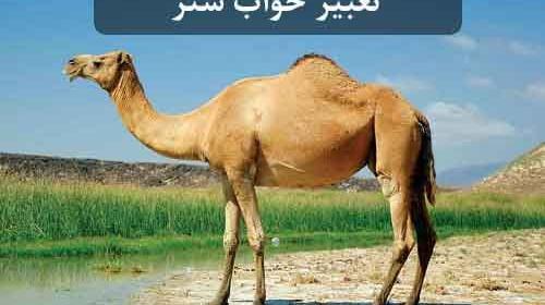 عکس زانوی شتر
