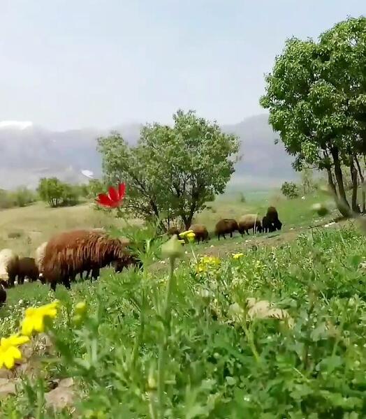 عکس منظره لری
