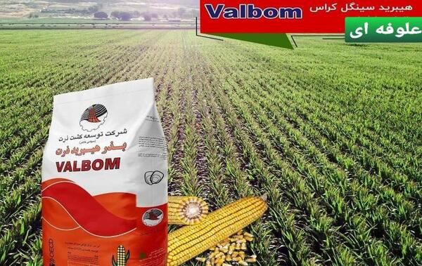 عکس بذر هیبرید ذرت