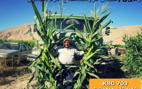 عکس بذر هیبرید ذرت