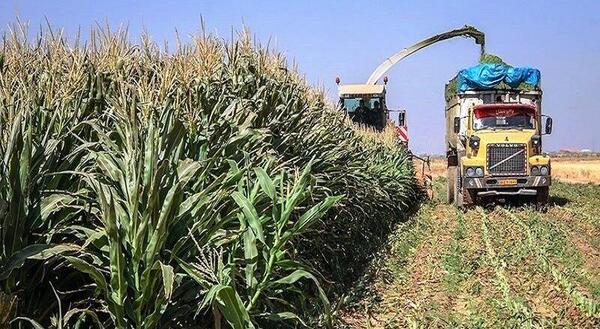عکس بذر هیبرید ذرت