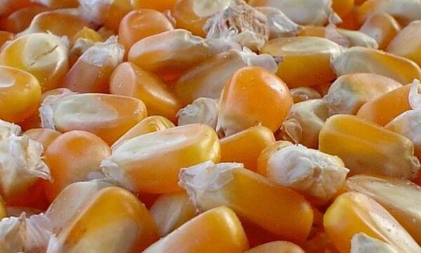 عکس بذر هیبرید ذرت