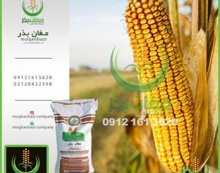 عکس بذر هیبرید ذرت
