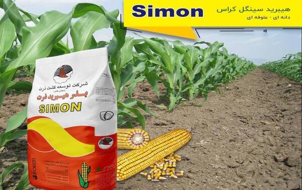 عکس بذر هیبرید ذرت