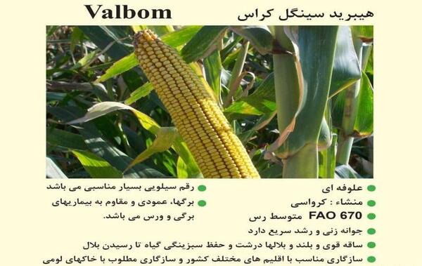 عکس بذر هیبرید ذرت