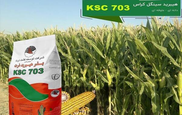 عکس بذر هیبرید ذرت