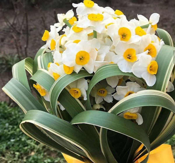 عکس گل نرگس در سبد