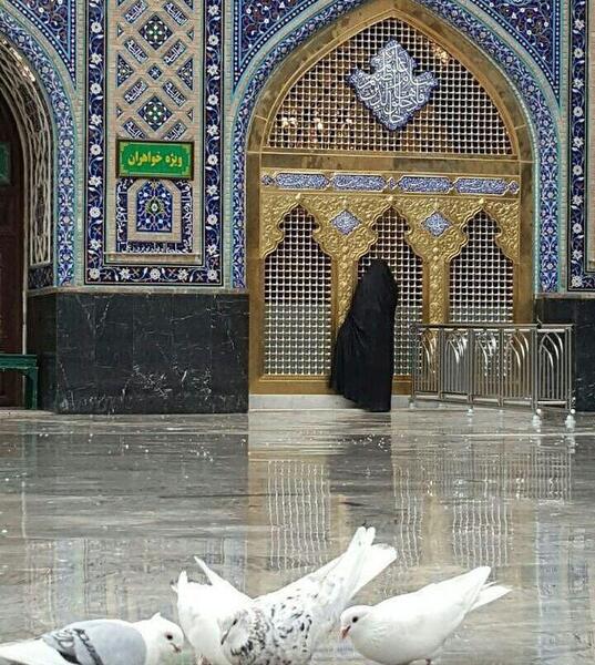 عکس دست به ضریح امام رضا
