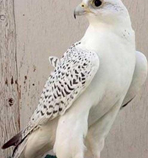 عکس پرنده آزاد