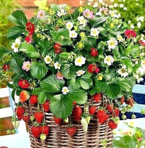 عکس شکوفه توت فرنگی