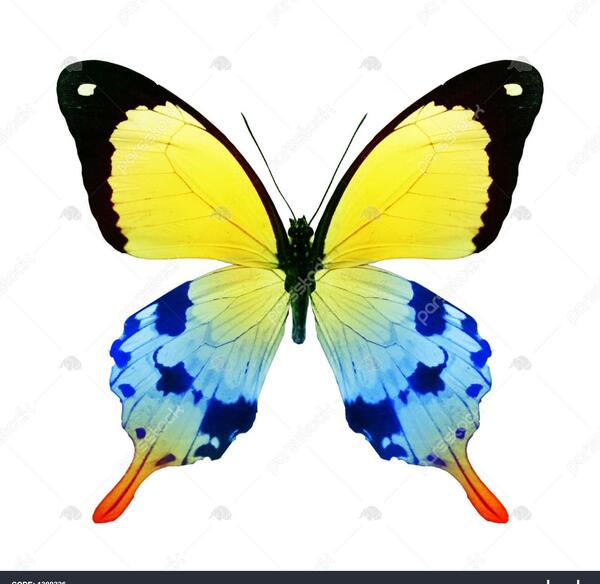 عکس پروانه زرد رنگ