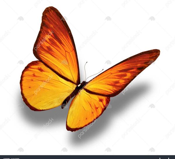 عکس پروانه زرد رنگ
