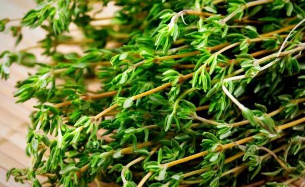 عکس لیوان آویشن