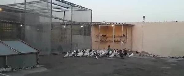 عکس ذوالفقار نصیری