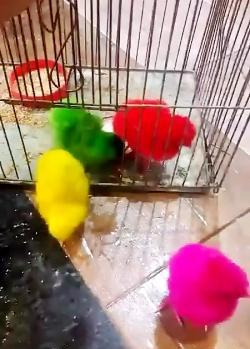 عکس قشنگ جوجه رنگی