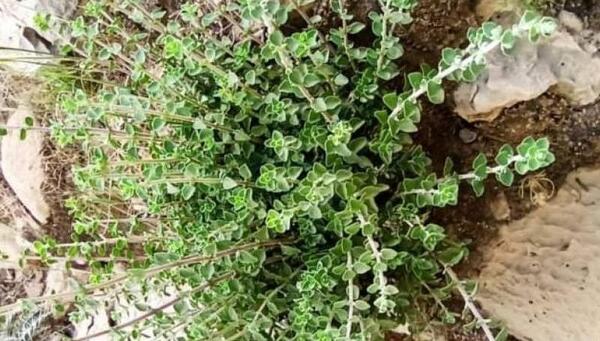 عکس گیاه آویشن کوهی