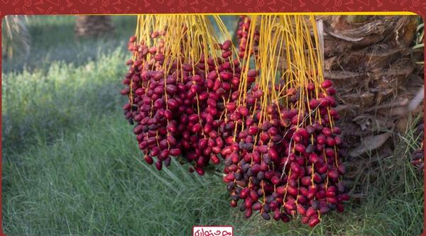 عکس امیرحسین زرگرزاده