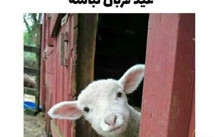 عکس نوشته عید قربان خنده دار