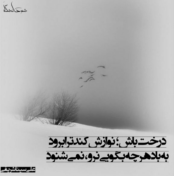 عکس سینا شریفی