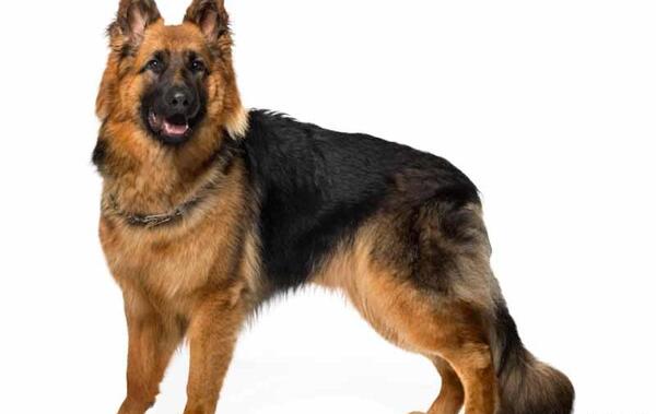 عکس با کیفیت از ژرمن شپرد